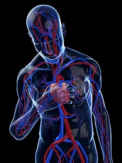 heart of flesh